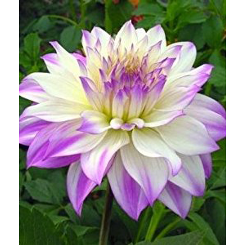 Óriásvirágú Dália Dahlia Dinner Plate 'Ferncliff Illusion'